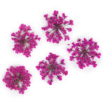 suszone-kwiaty-do-zdobien-paznokci-mollylac-peach-pink-5szt