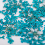 suszone-kwiaty-do-zdobien-paznokci-mollylac-turquise-5szt